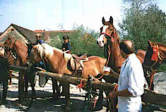 Abbildung der Pferdeweihe in St. Andrä im Sausalerland