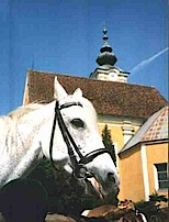 Abbildung eines Pferdes des Reitclub Sausalerland